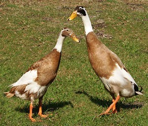 300px-runner-ducks.jpg